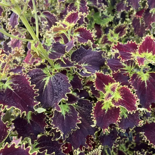 thumbnail for publication: Coleus scutellarioides: Coleus